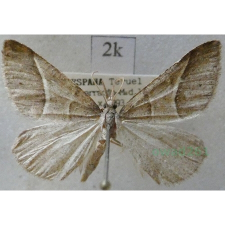 Petrophora convergata (de Villers, 1789) Spain2k